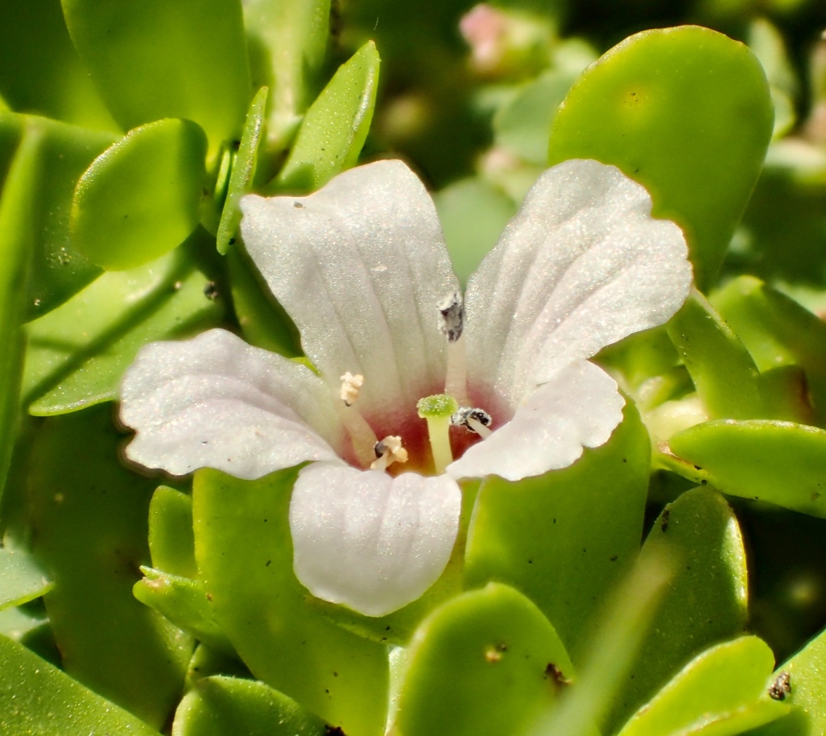 Bacopa Monnieri