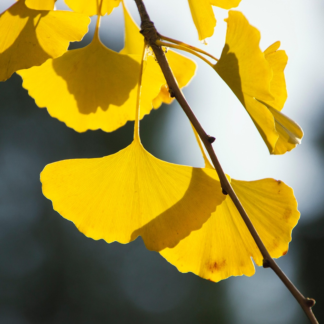 Ginkgo Biloba